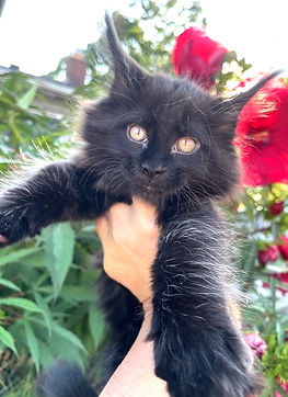 Adorable black Maine Coon kitten held gently