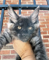 Black Smoke Maine Coon kitten with fierce look