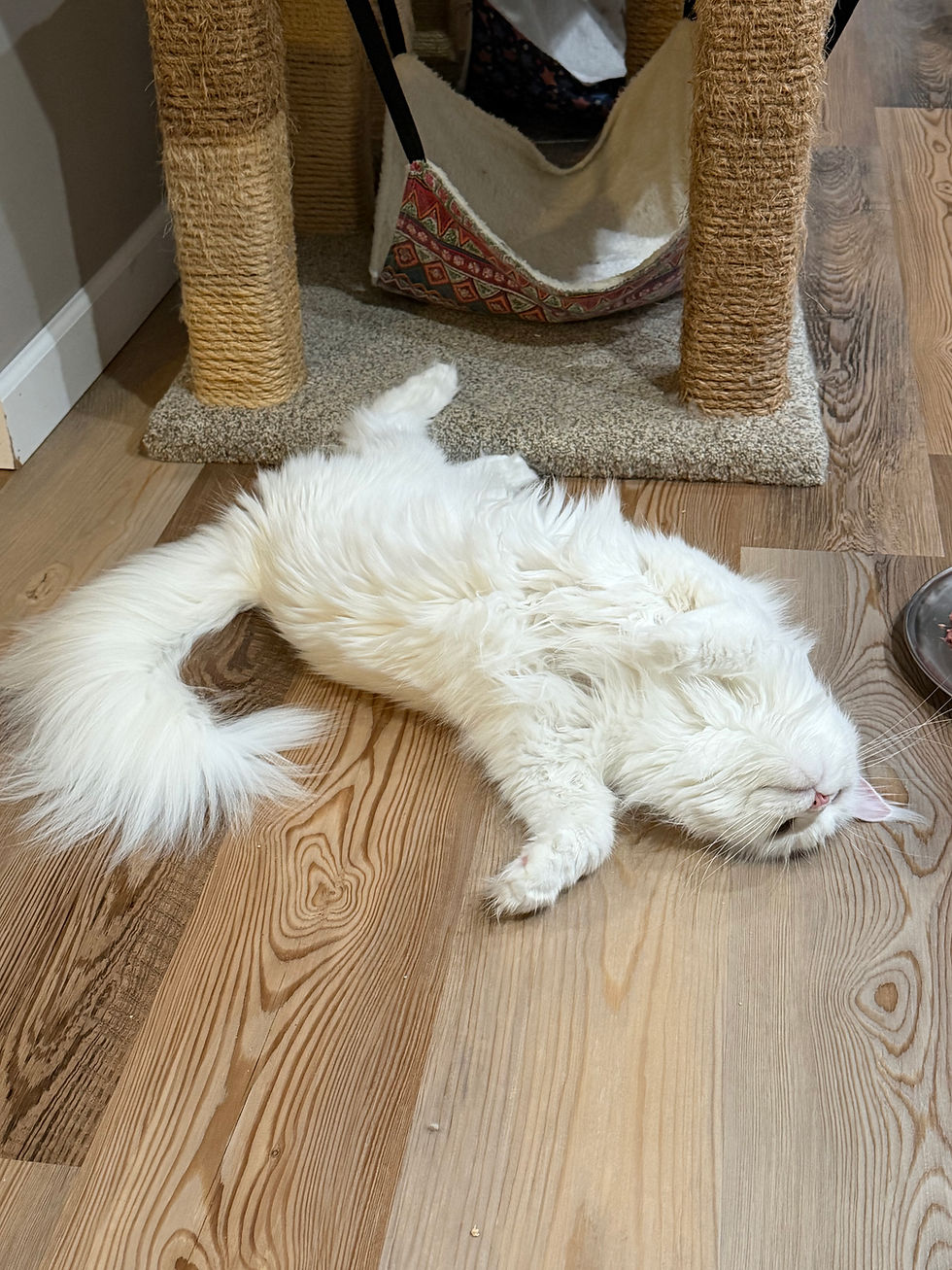 Exploring White Maine Coon Cats Info
