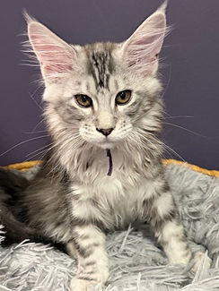 purple collar female Maine Coon kitten