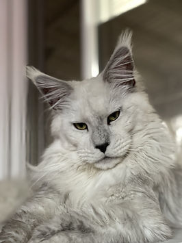 High Black Smoke Maine Coon with very expressive face