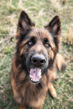 Katrinasrust Dog Photo Shoot