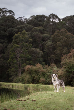Katrinasrust Dog Photo Shoot