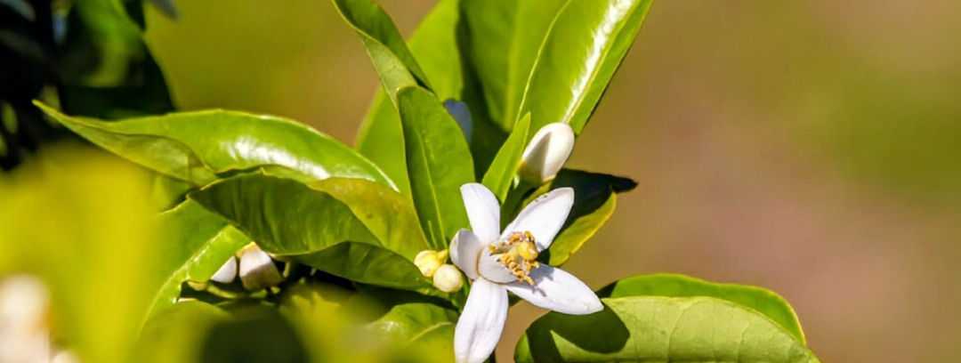 gamme-les-ephemeres-laurbullina