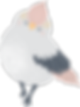 לוי חגית