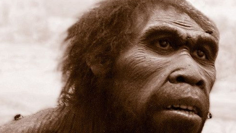 nova espécie humana pré-histórica