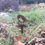 Thumbnail: Robin Themed Garden Stake Decor