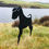 Thumbnail: Miniature Schnauzer Themed Garden Silhouette Stake / Wall Art