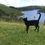 Thumbnail: Cat 'Walking' Themed Garden Silhouette Stake / Wall Art