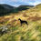 Thumbnail: Greyhound Themed Garden Silhouette Stake / Wall Art