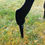 Thumbnail: Miniature Schnauzer Themed Garden Silhouette Stake / Wall Art