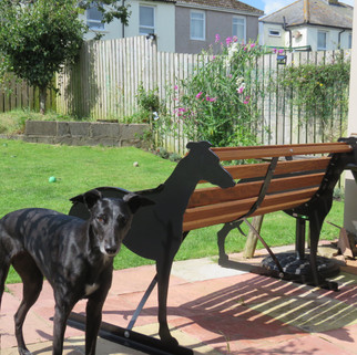 Greyhound Bench