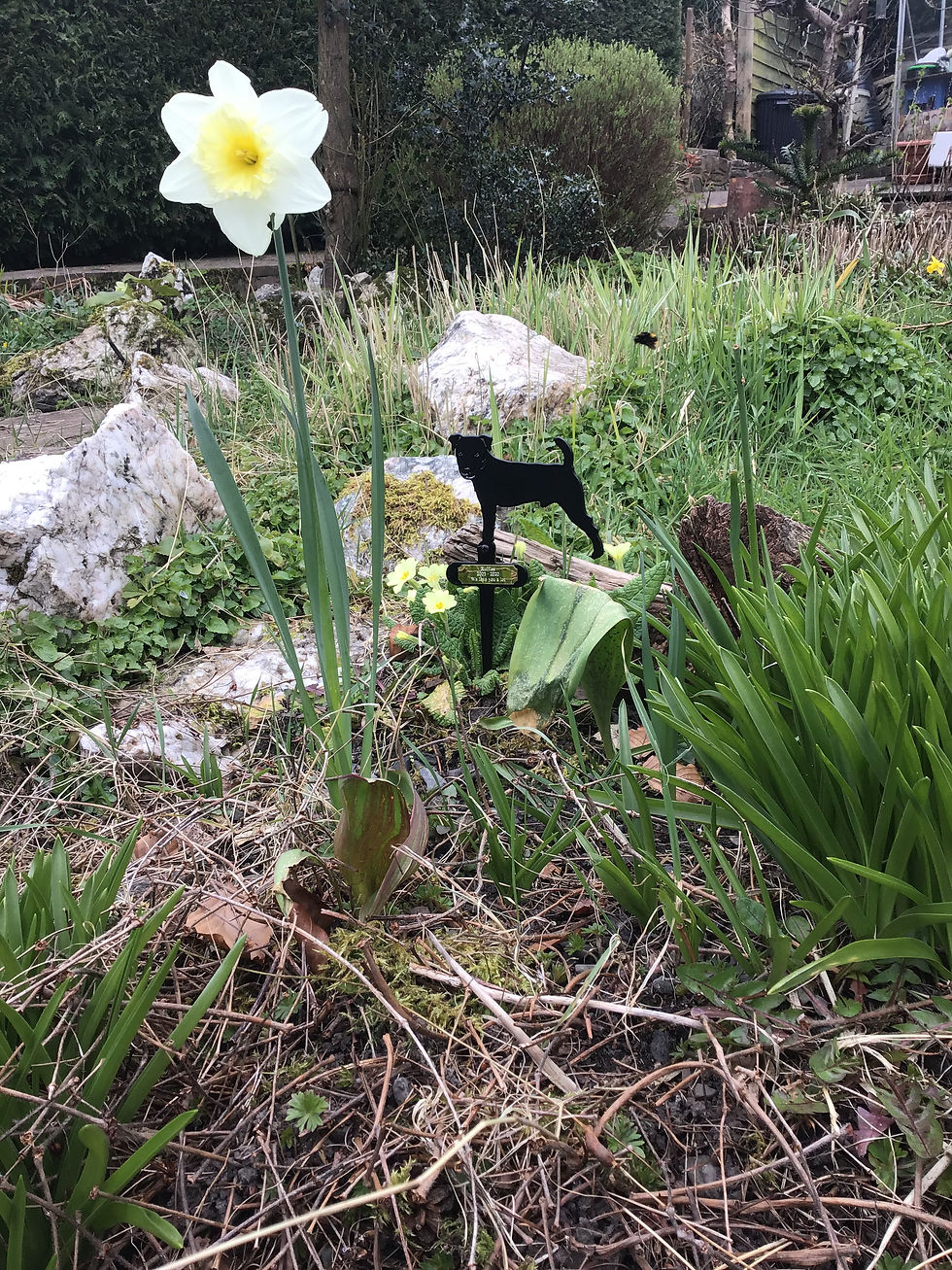 Thumbnail: Jack Russell Flowerpot Stake