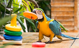 Vacation On Dolphins (5).jpg