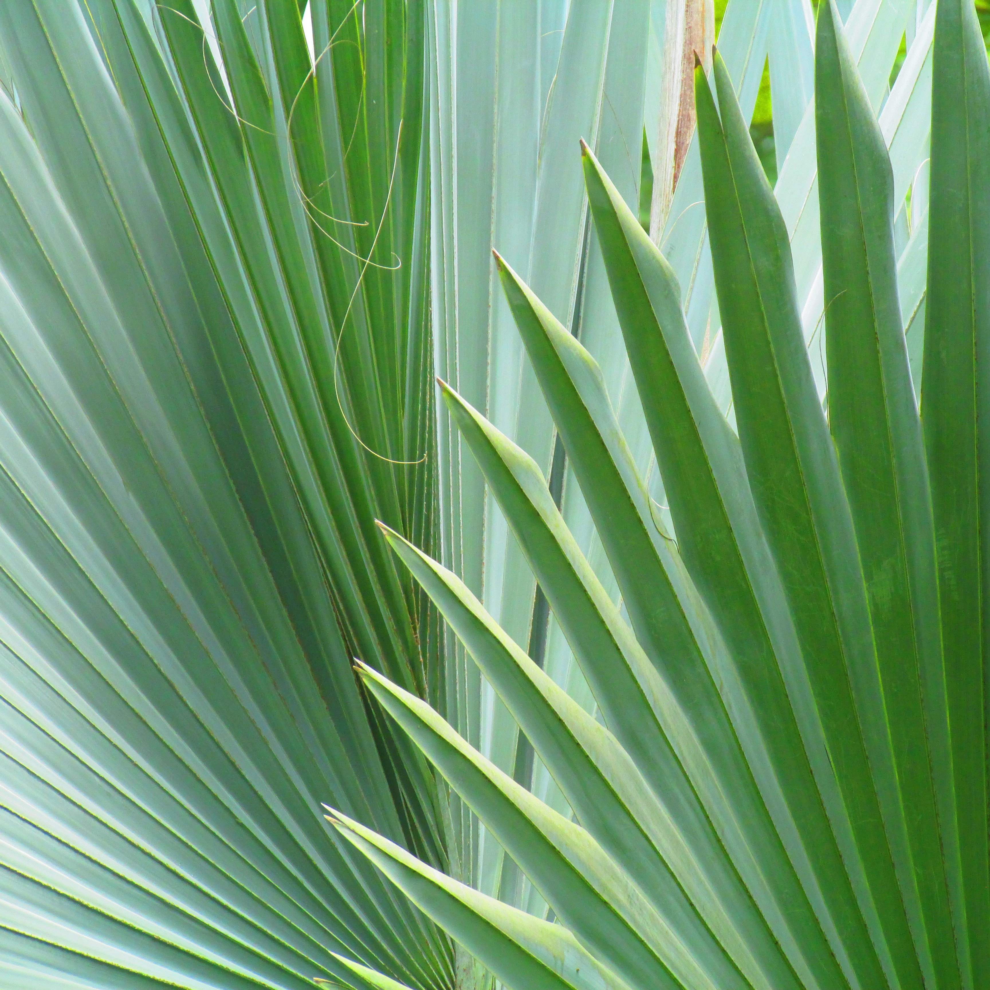 Spiky Palm Tree Costa Rica