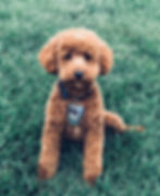 Maximus Toy Poodle Stud