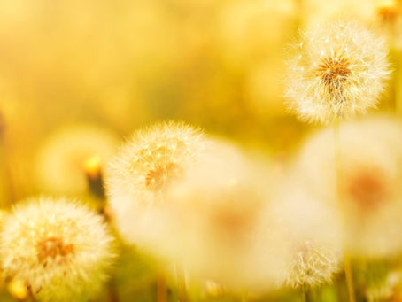 photo of a field of dandelions in the sunlight