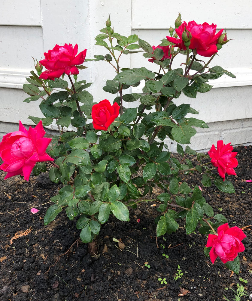 Double Knockout Roses For the Win