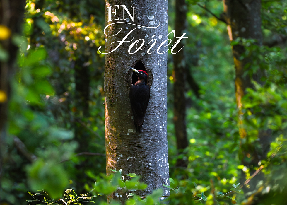 En Forêt 2.0.png