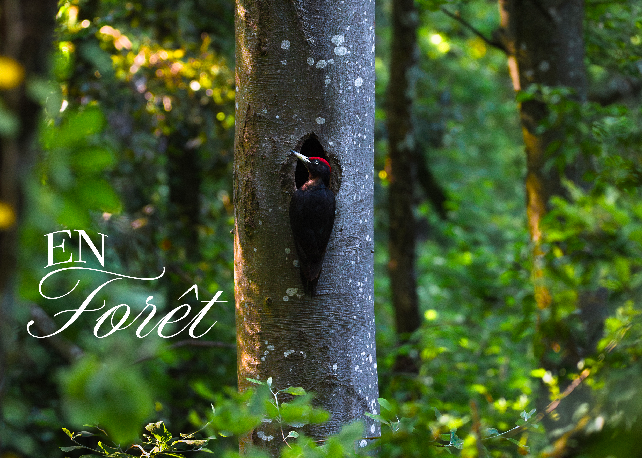 En Forêt 1.0.png