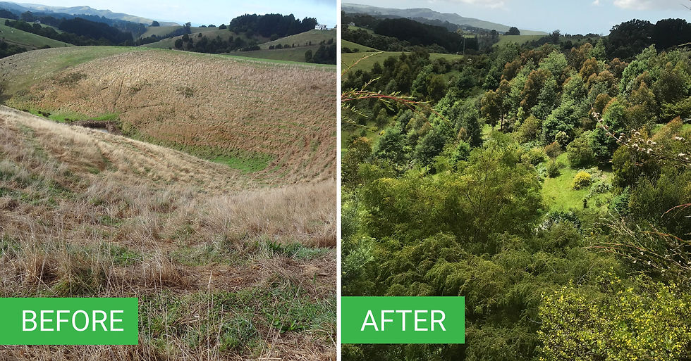 202107_whitehurst-beforeafter_hires.jpg
