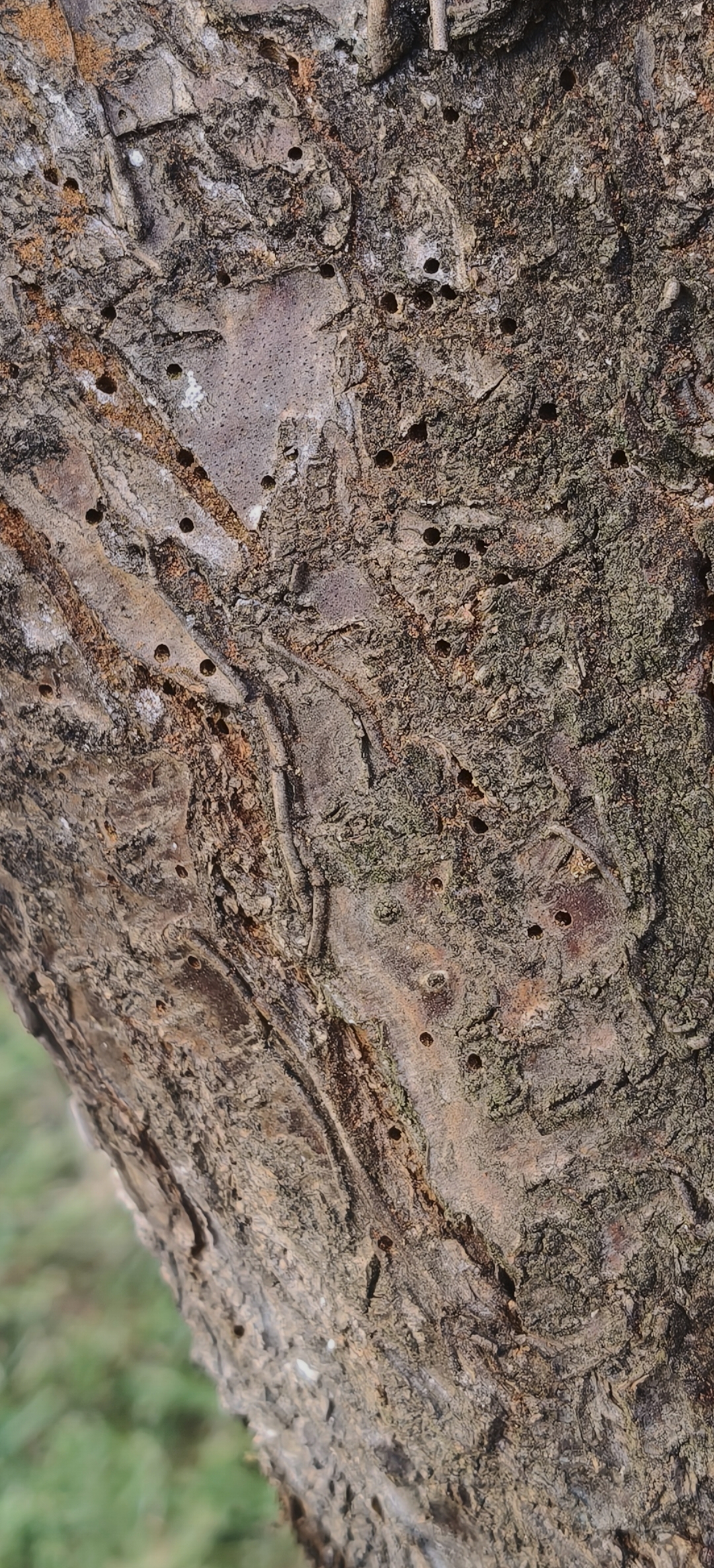 Tiges et branches endommagées par des insectes foreurs