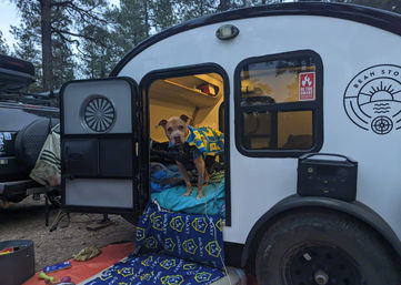 Dog in a teardrop camper
