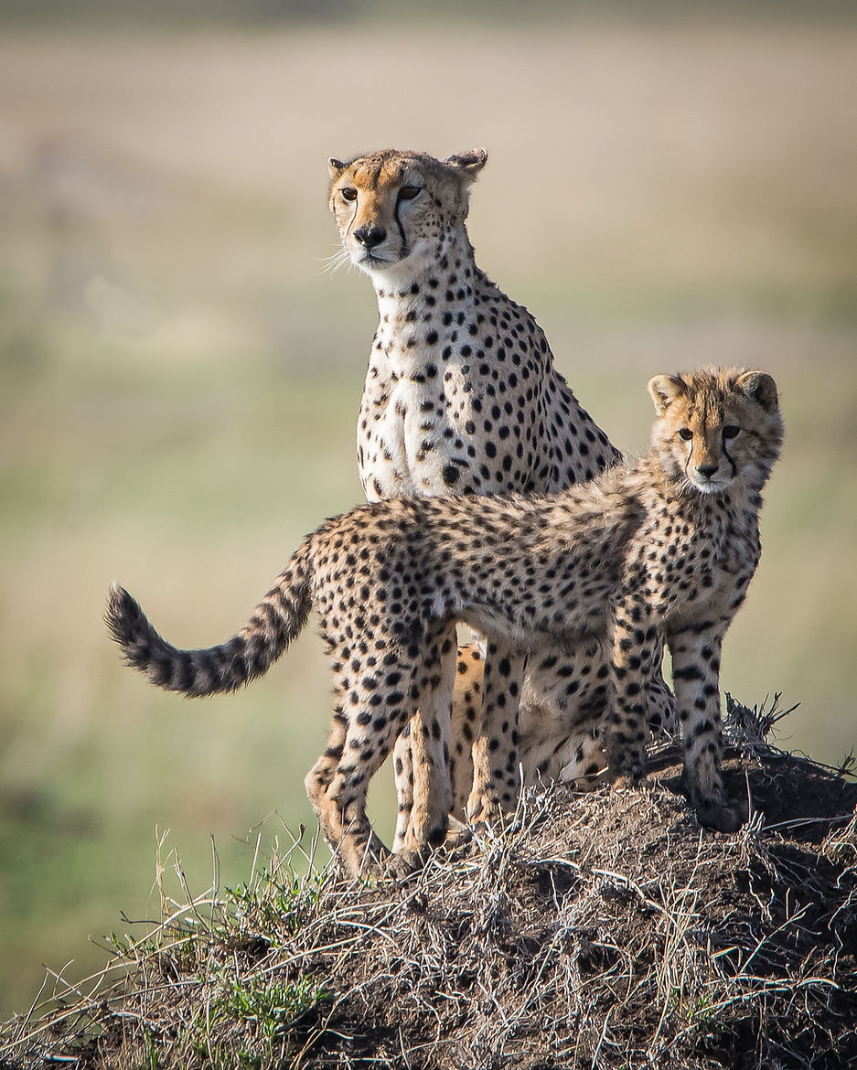 aftrica (20 of 53).jpg