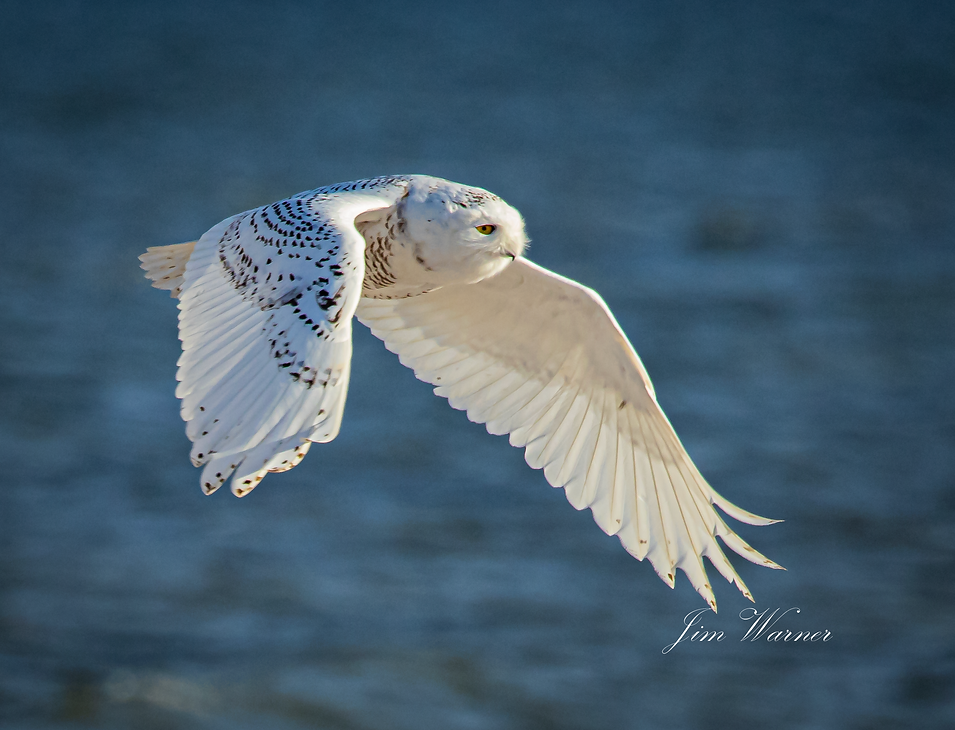 Snowy Owl in flight (10 of 7).png