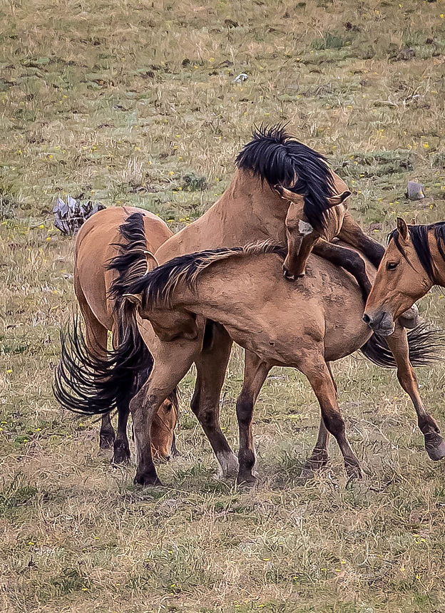 aftrica (29 of 53).jpg