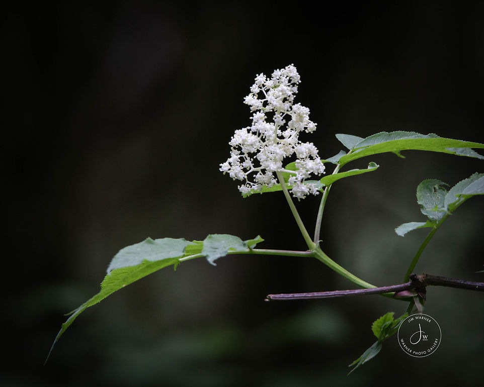 aftrica (34 of 53).jpg