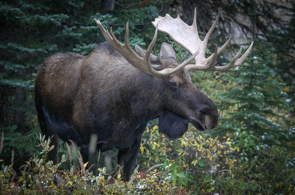 Moose facing right edit 11 15 (1 of 1).j