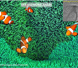 SEA ANEMONE ARRAY