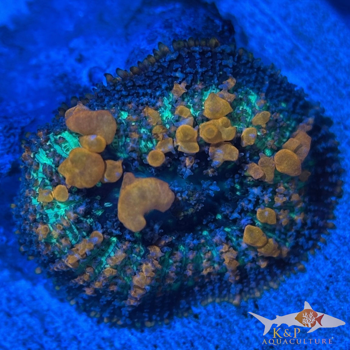 Rhodactis Mushroom (Sunkist Bounce)