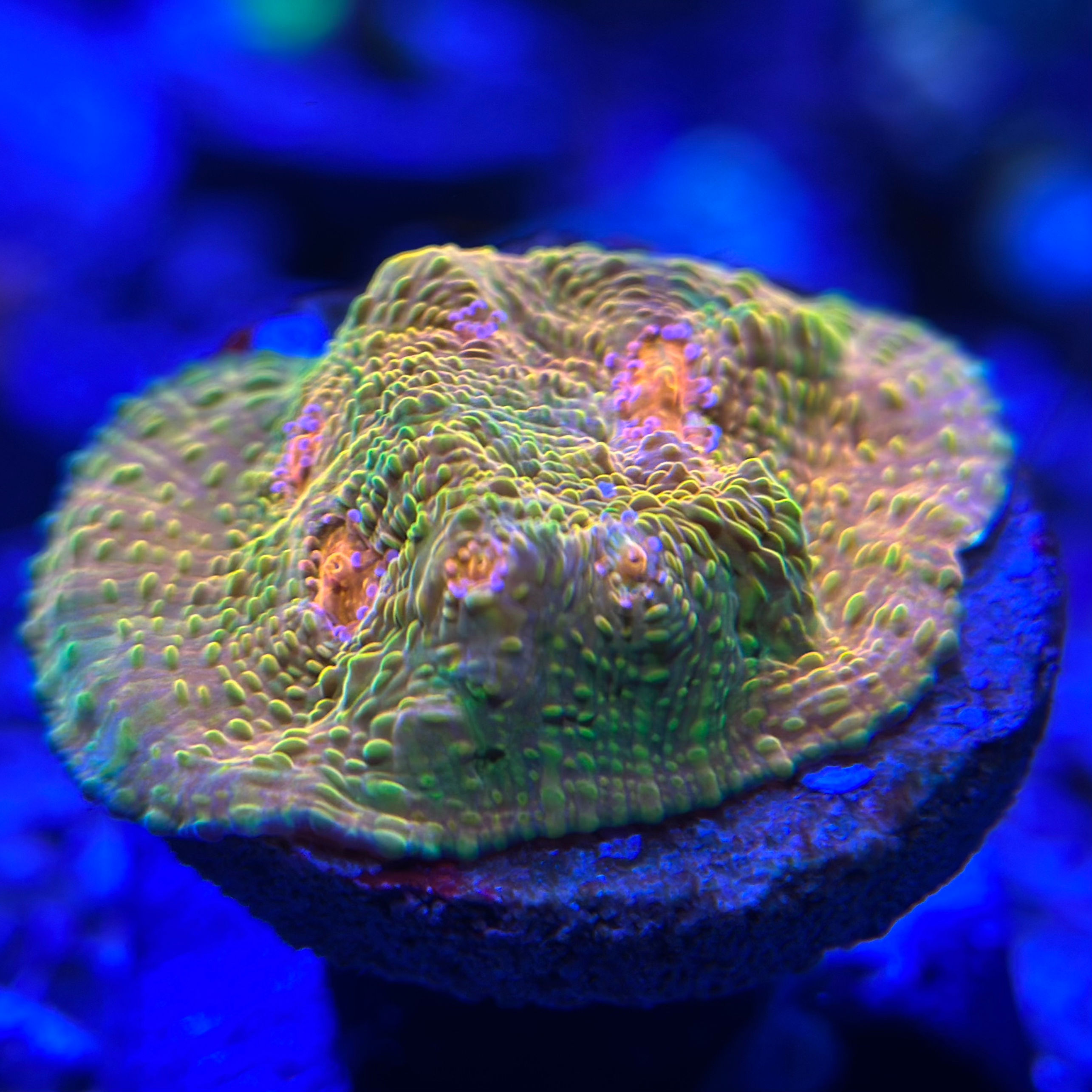 Mycedium Chalice (Crayola Meltdown)