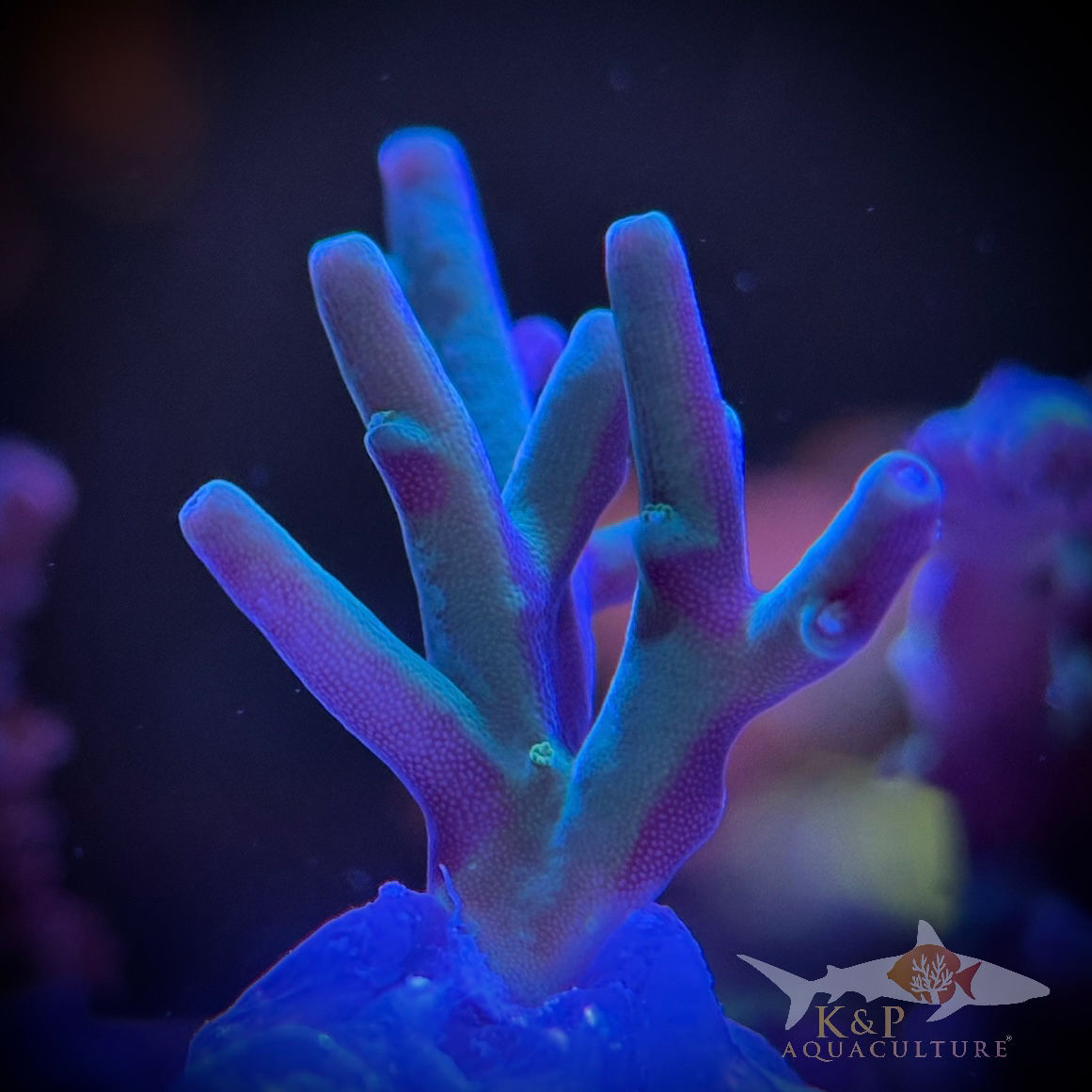 Acropora Echinata (Hawkins Echinata) 