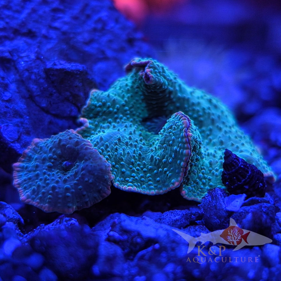 Thumbnail: Orange Rim Discosoma Mushroom 