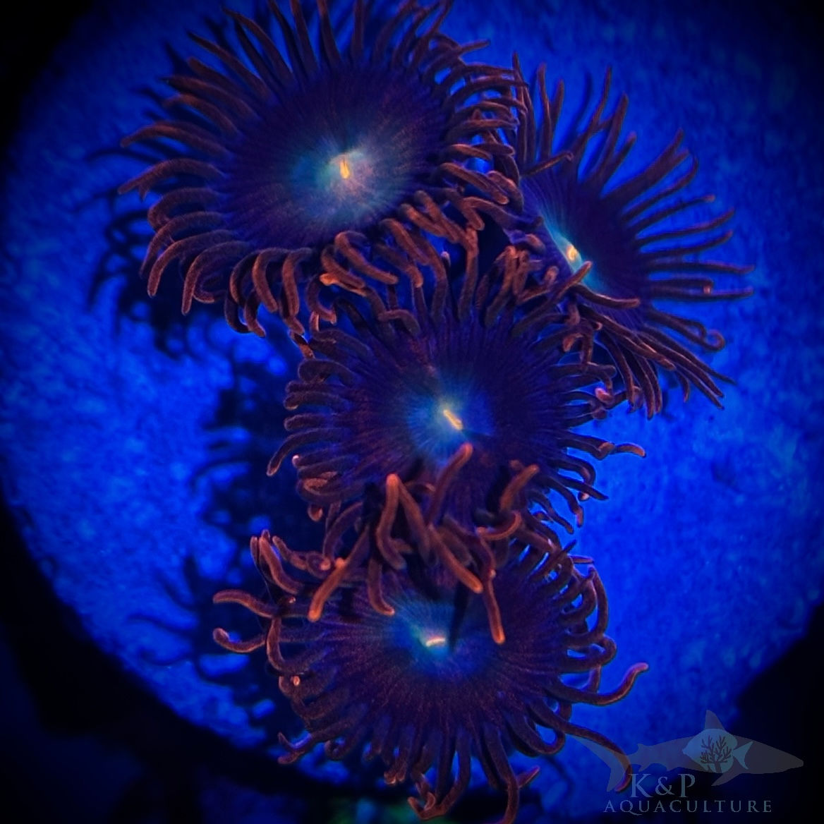 Large Polyp Zoanthid (Punk Rocker) 