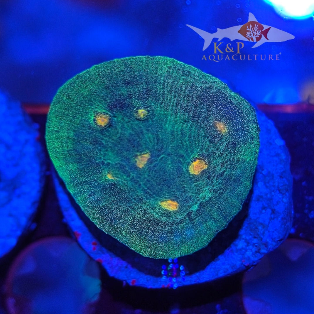 Oxypora Lacera (Space Invader chalice)