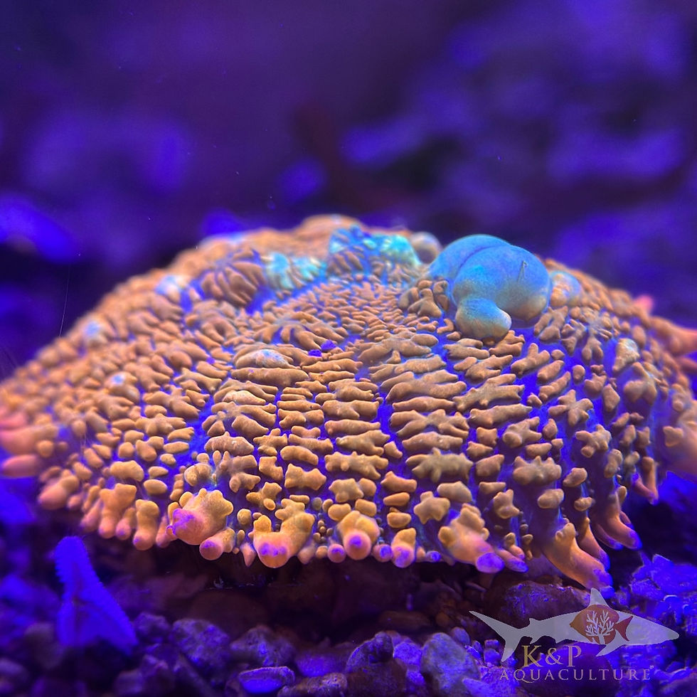 Thumbnail: C4 Bounce (Rhodactis sp.)