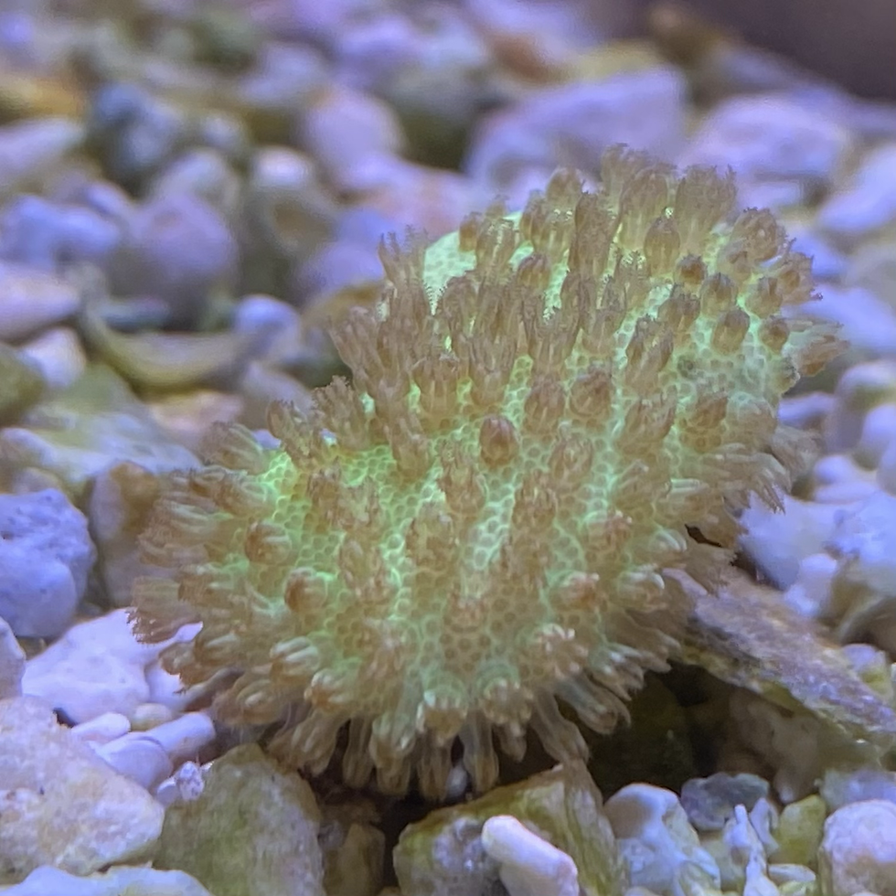 Fiji Yellow toadstool 