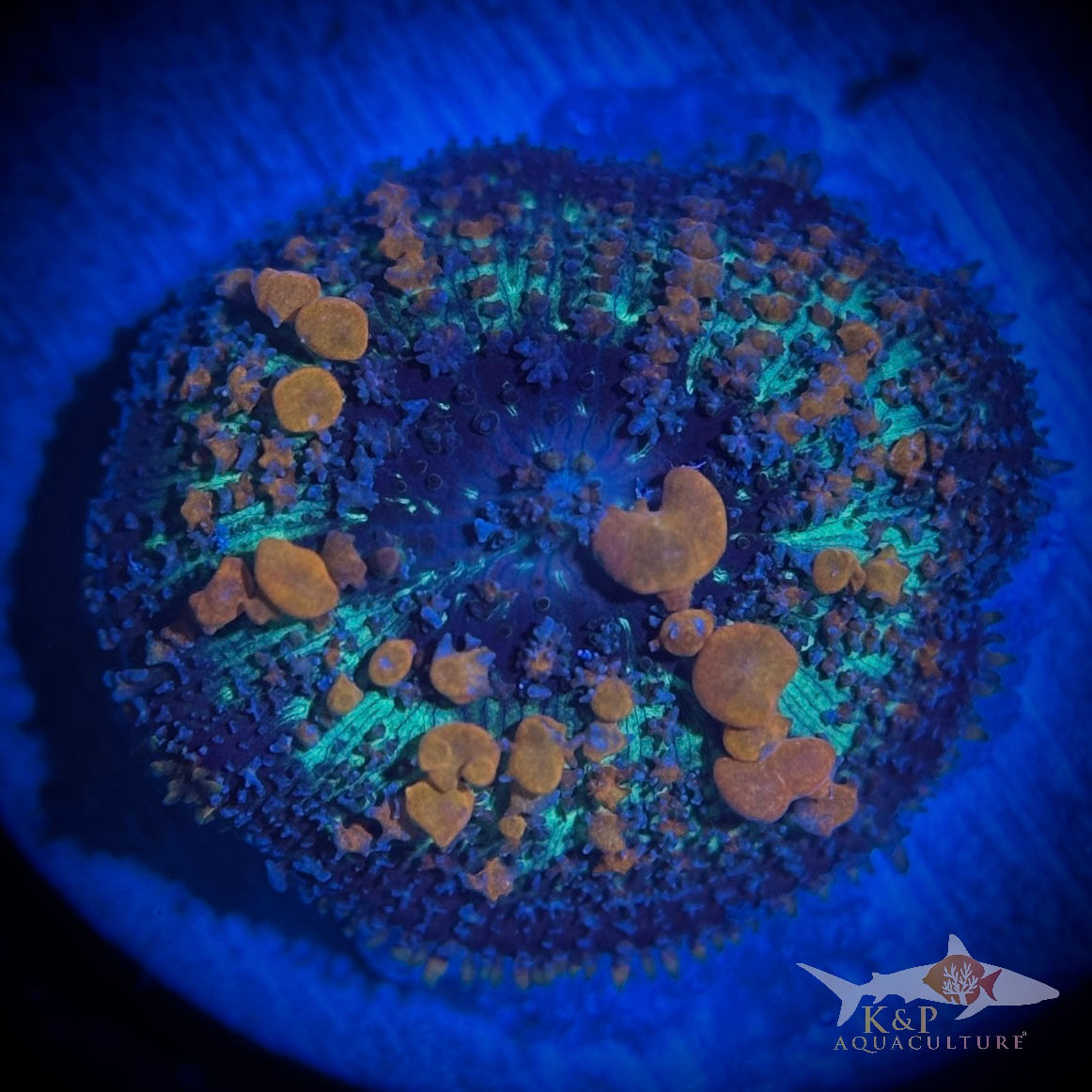 Rhodactis Mushroom (Sunkist Bounce)