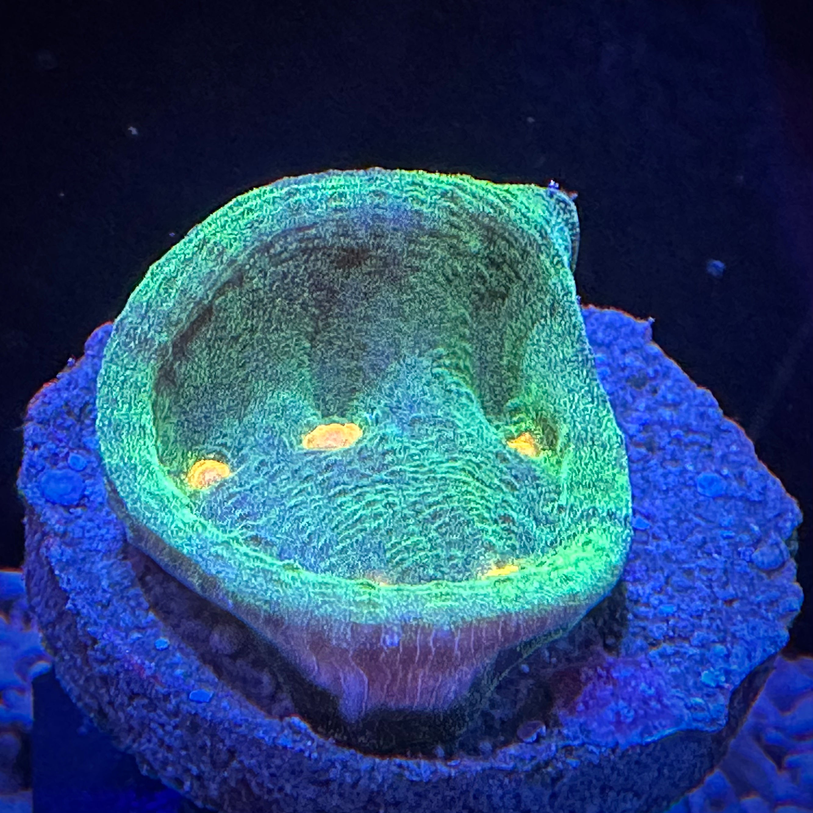 Oxypora Lacera (Space Invader chalice)