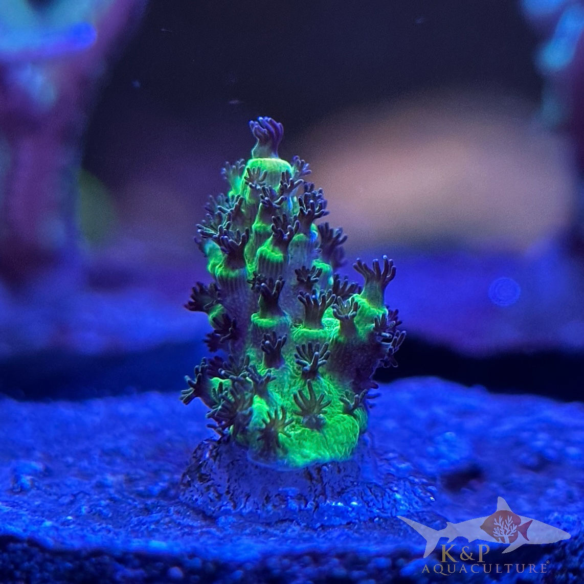 Acropora sp.