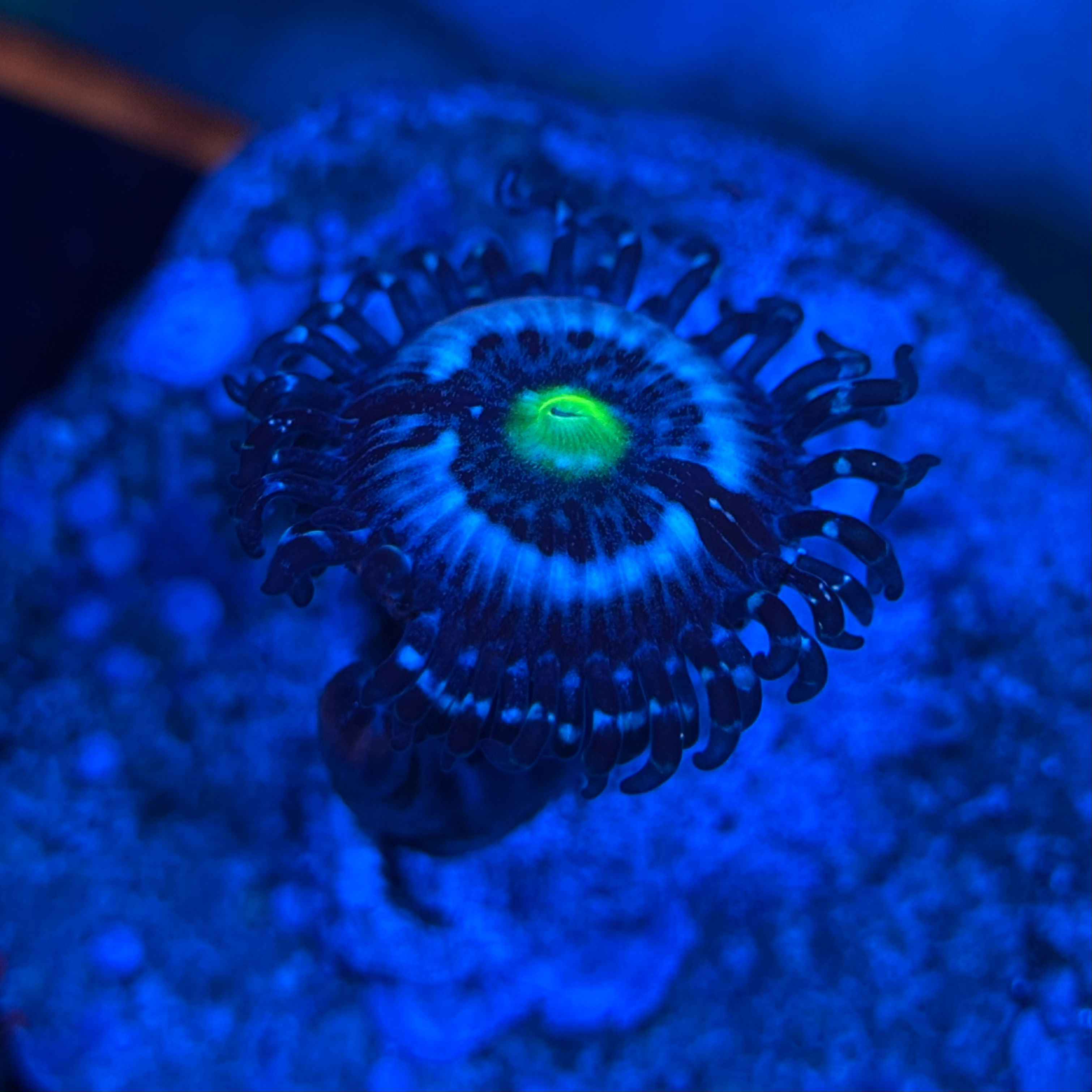 Large Polyp Zoanthid (Blue Lagoon) 