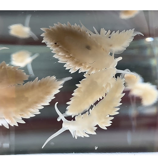 Inverts | K&P Aquaculture