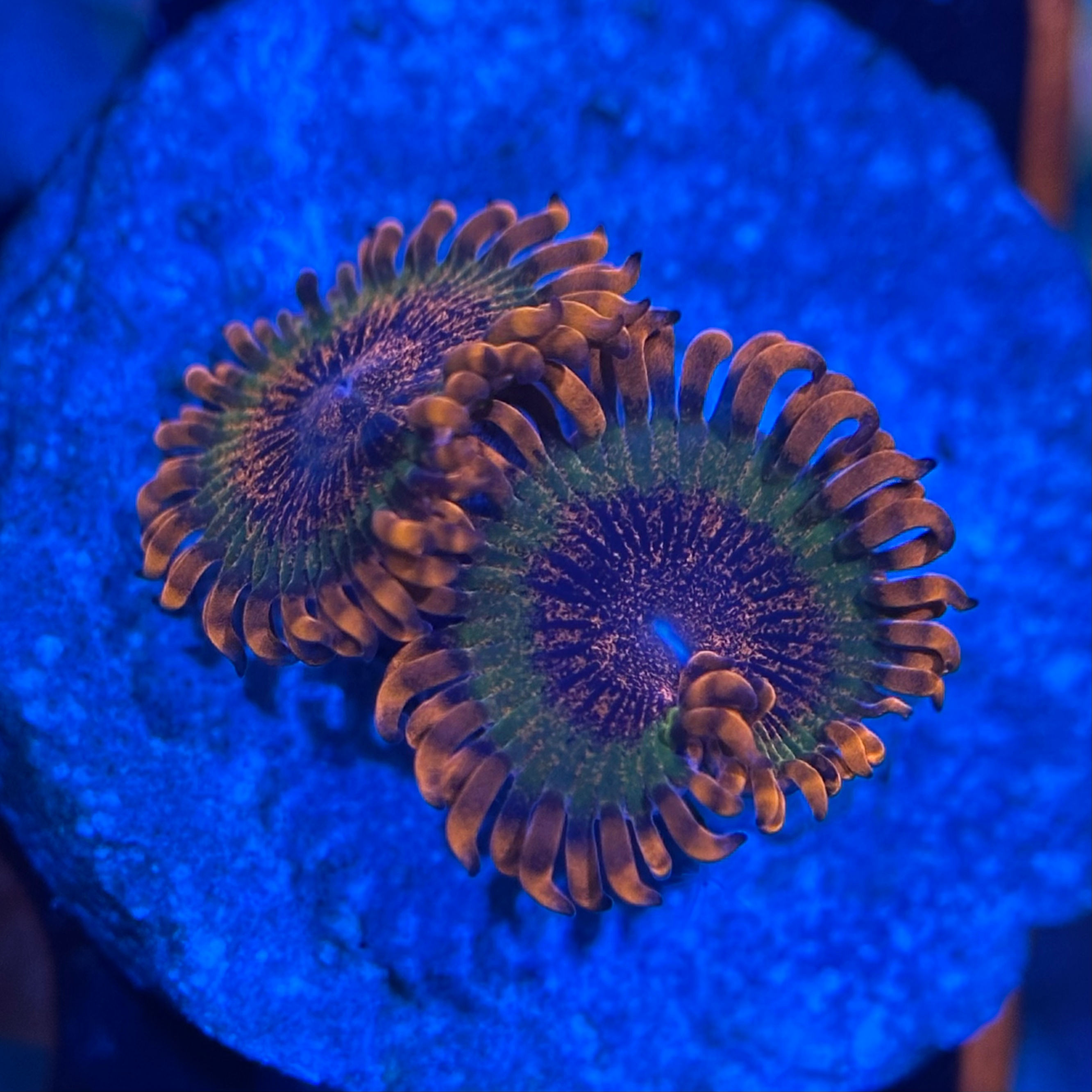 Large Polyp Zoanthid (Speckled Krakatoa)