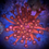 Thumbnail: Goniopora (Red with Blue Tips)