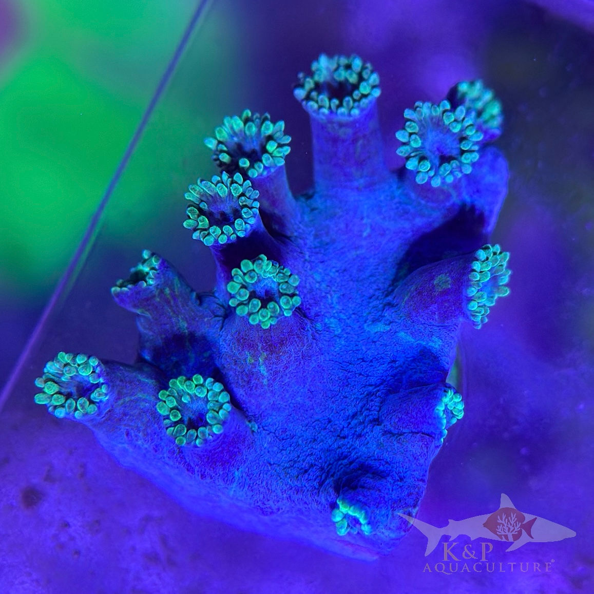 Turbinaria Peltata (Green Pagoda Cup) 