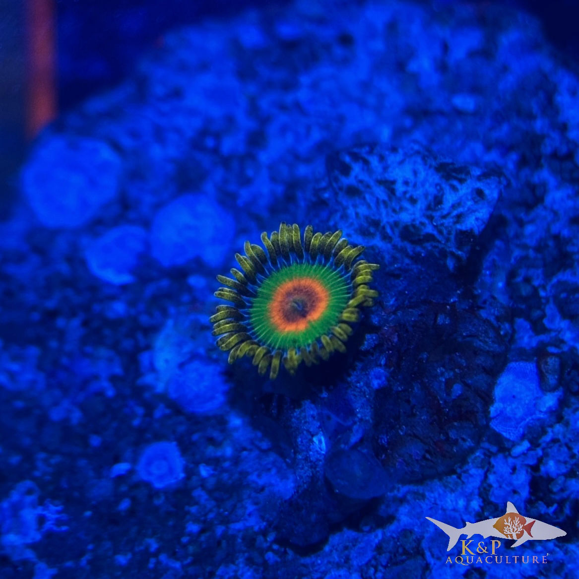 Small Polyp Zoanthid (Rastas)